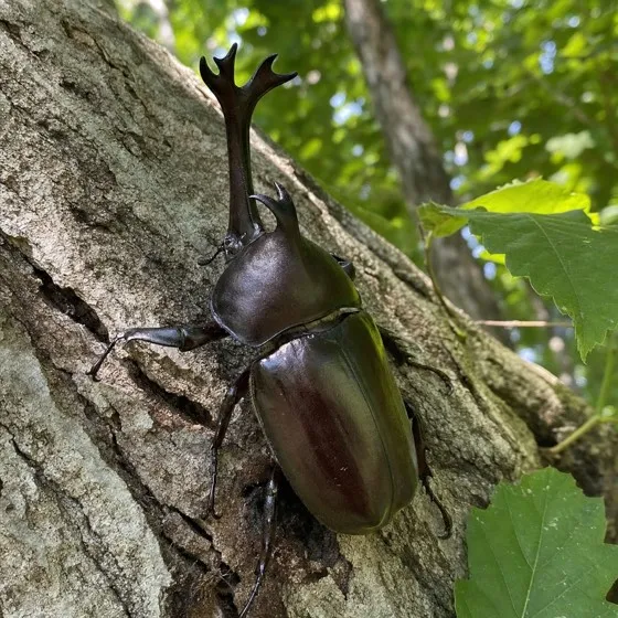 カブトムシの発見カード