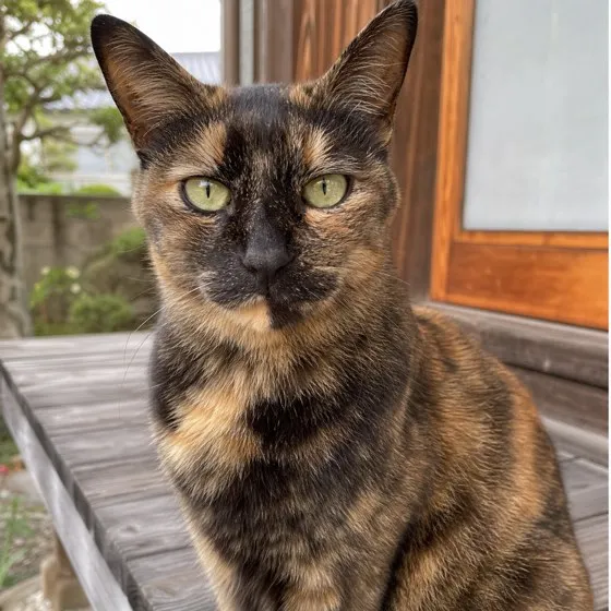 サビ猫の発見カード