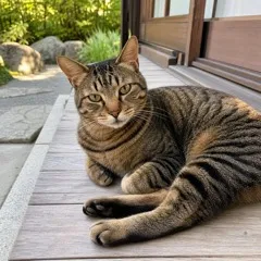 キジトラ猫