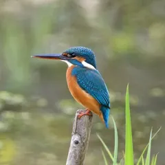 カワセミ
